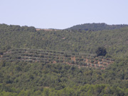 Antico oliveto
